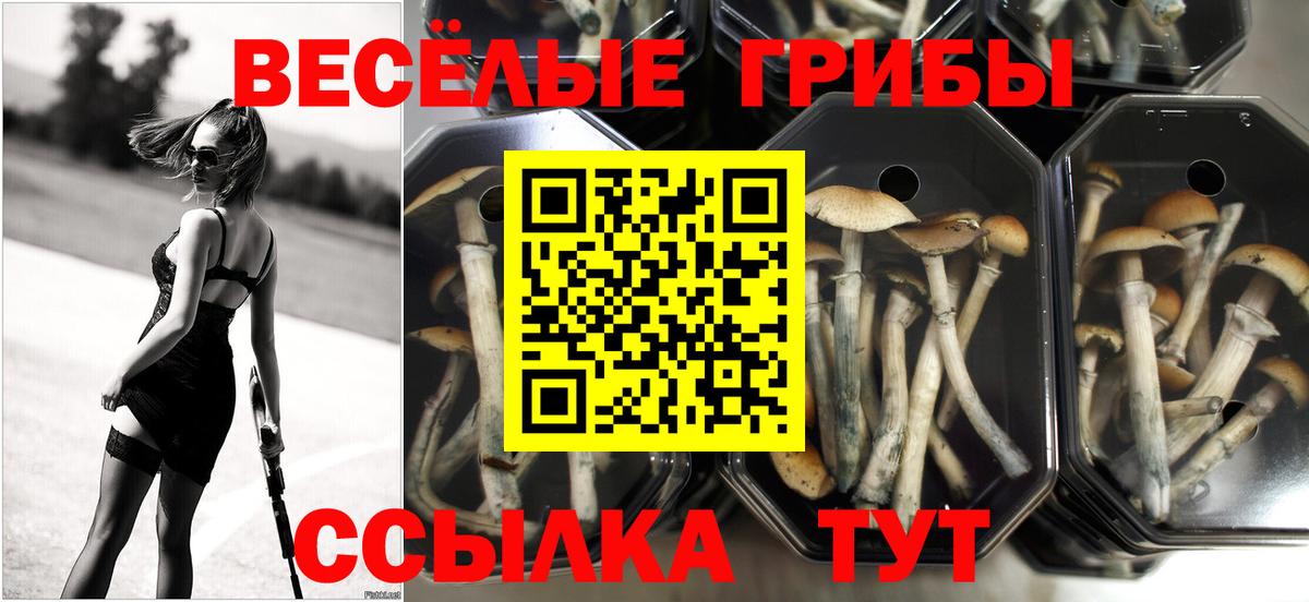 Галлюциногенные грибы Psilocybine cubensis Михайловск